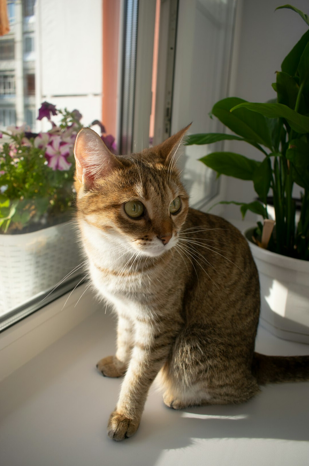 indoor plants on windowsill