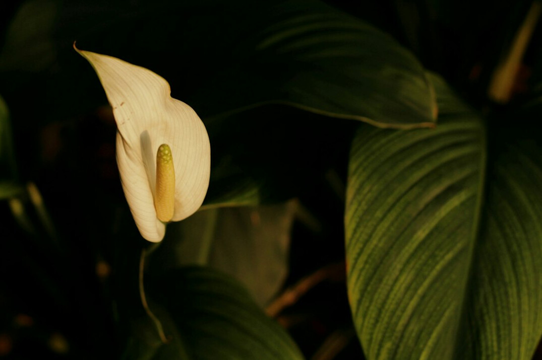 peace lily low light