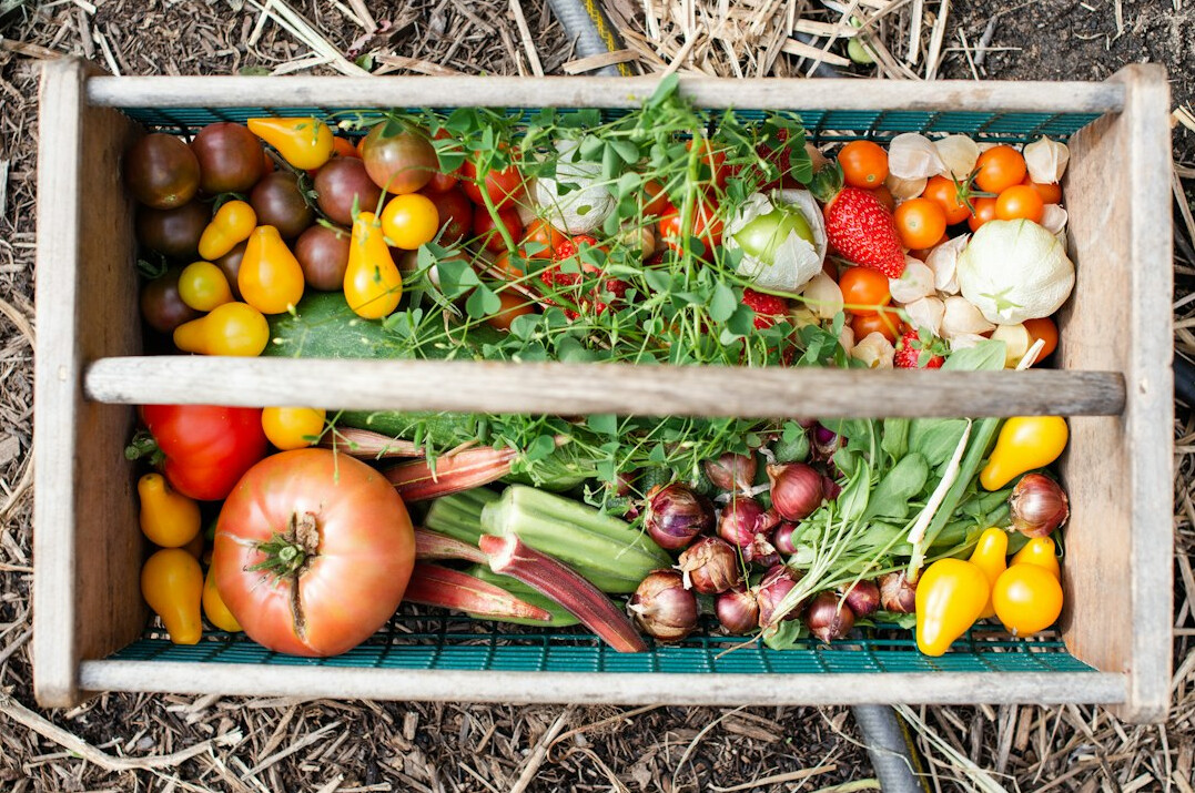 fresh vegetables harvest