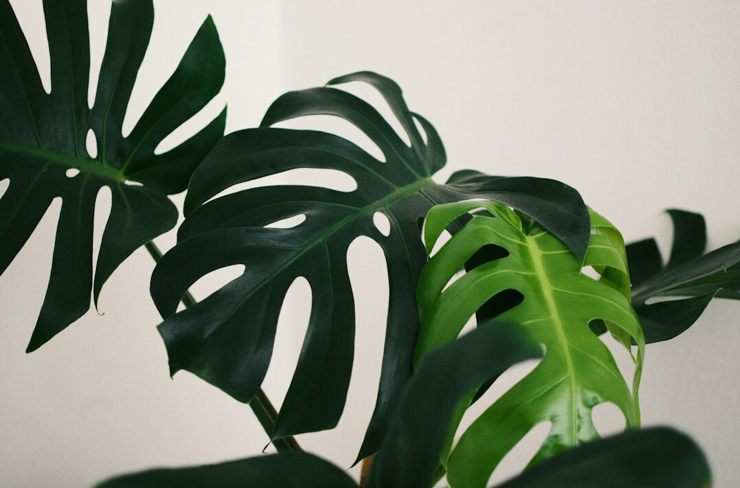 indoor plants away from radiator