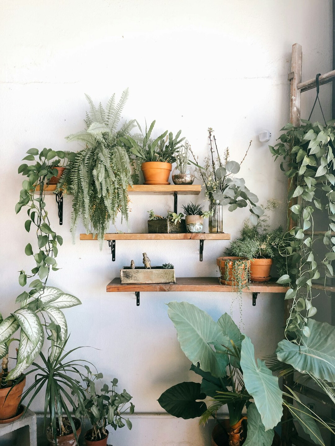 indoor plants on shelf