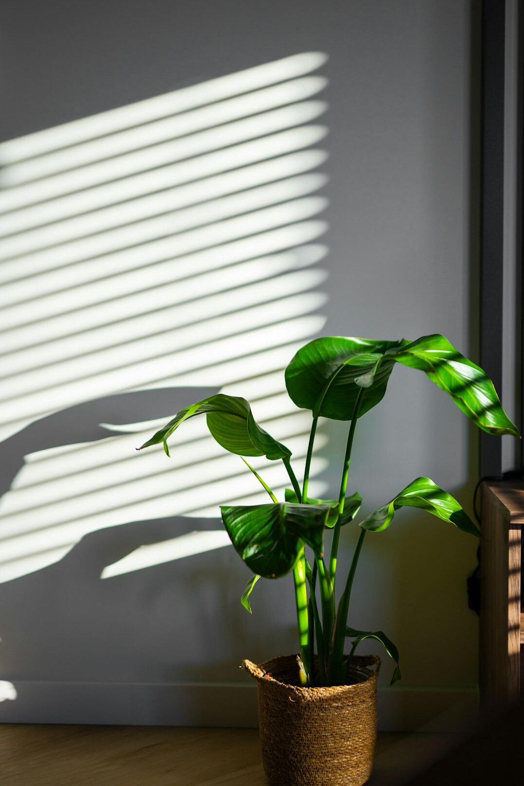 houseplant near window with sunlight