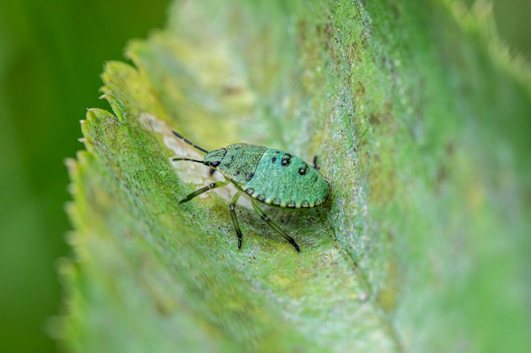 close up of plant leaves with pests