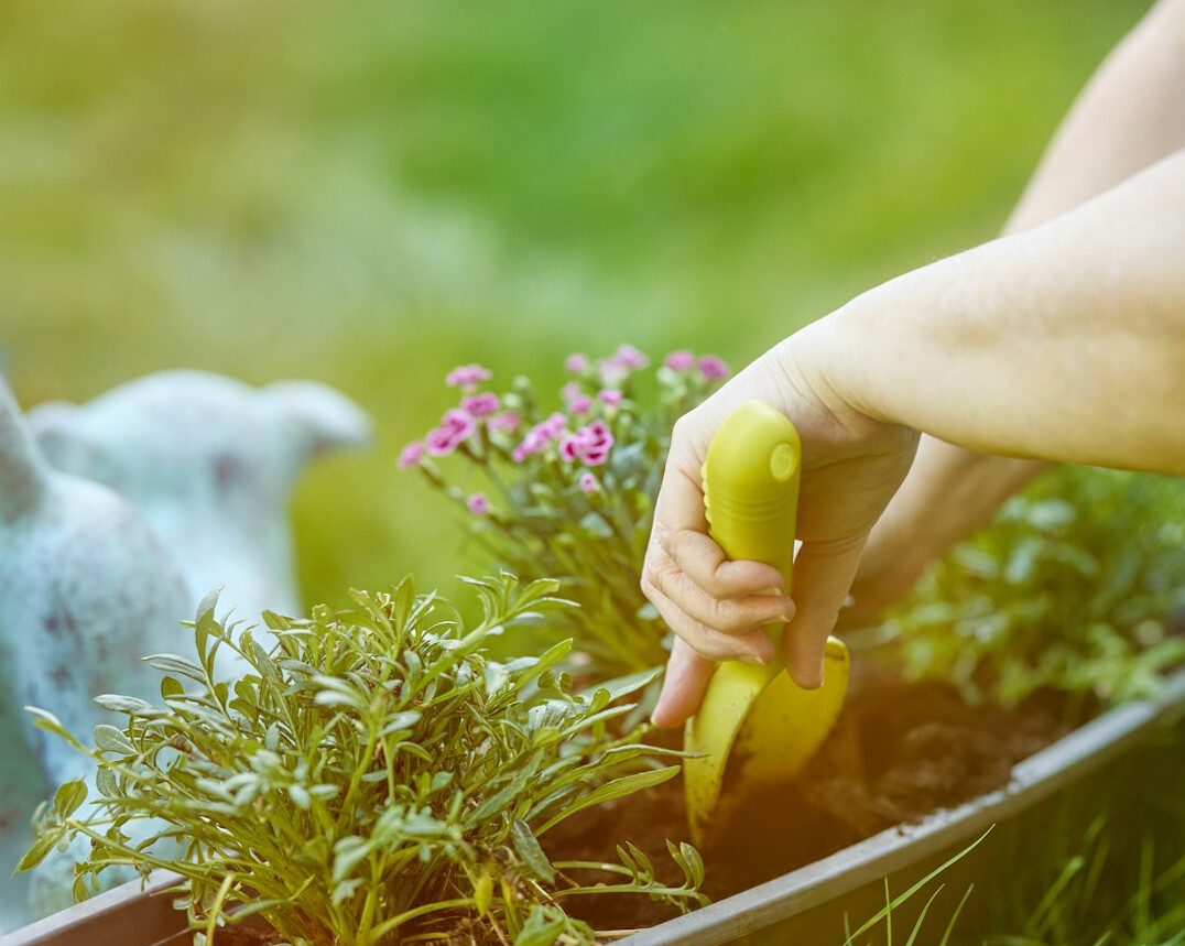 watering plants