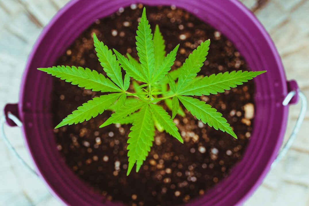 indoor plants with flowers