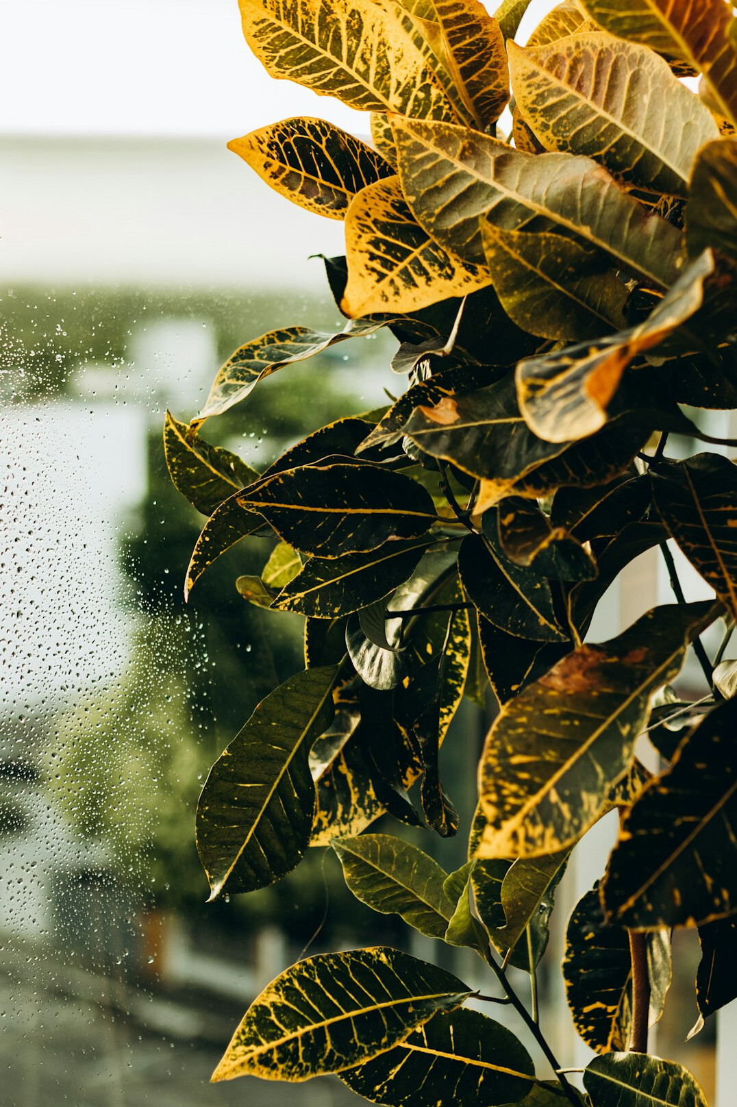 overwatered houseplant with yellow leaves