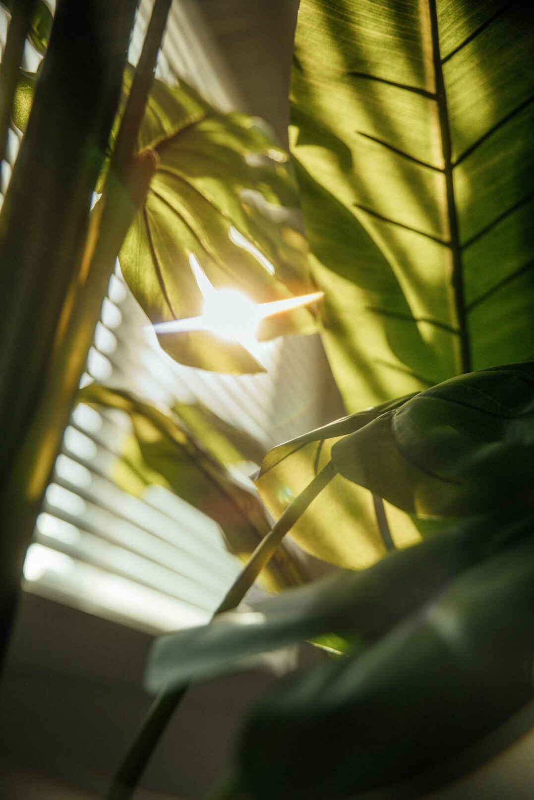snake plant in low light room