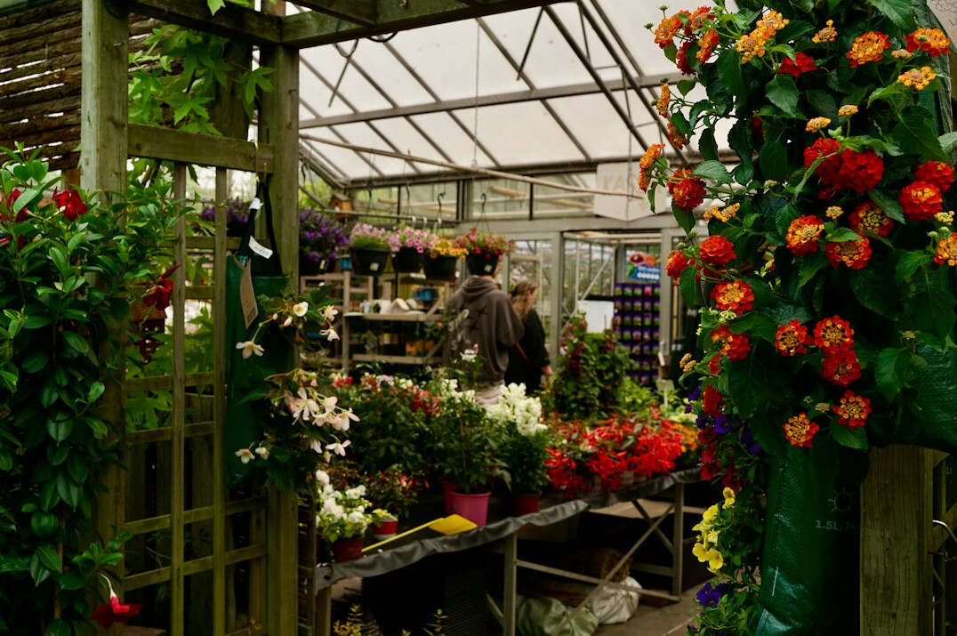 indoor plants with flowers