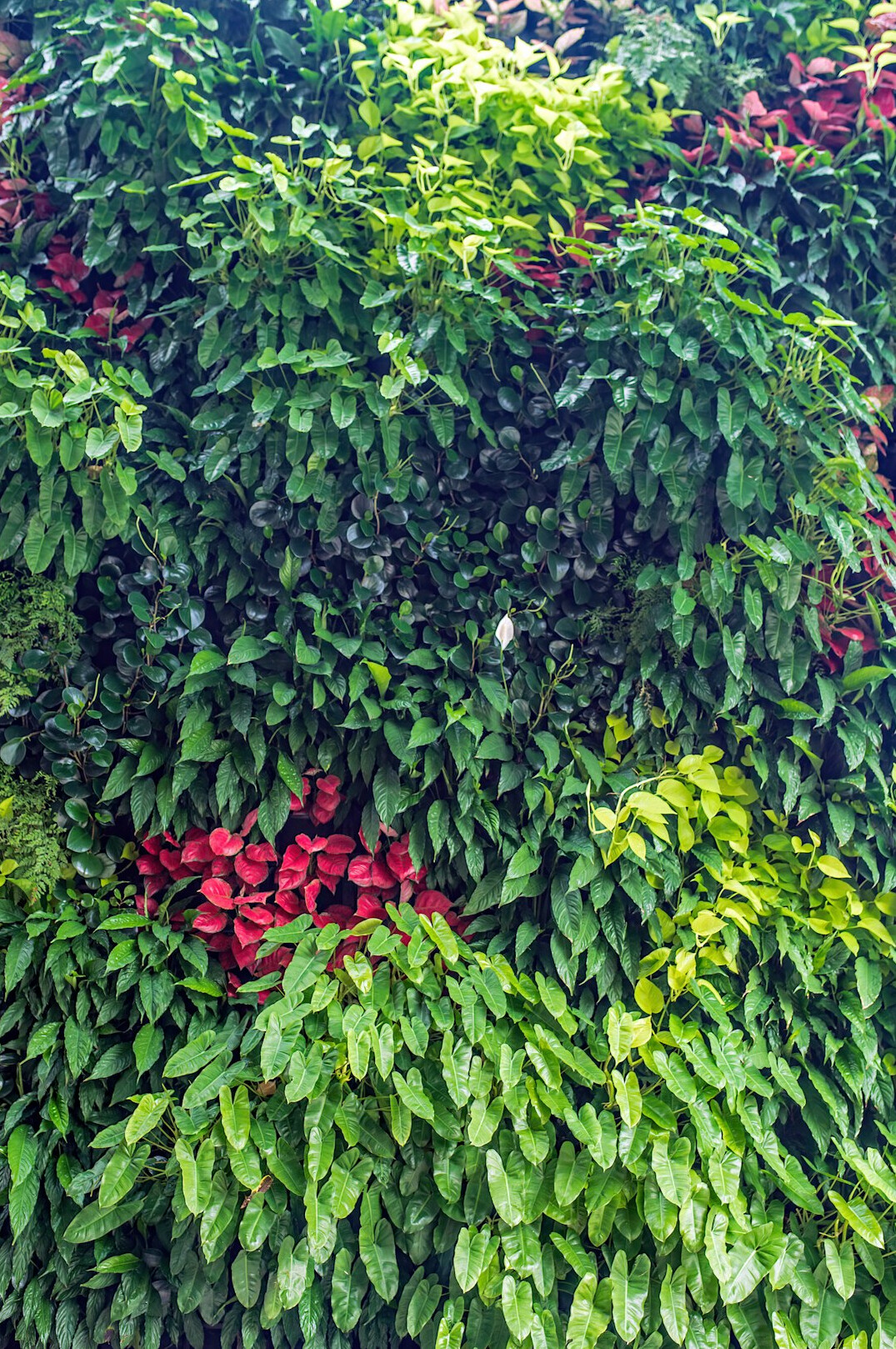 watering vertical garden plants