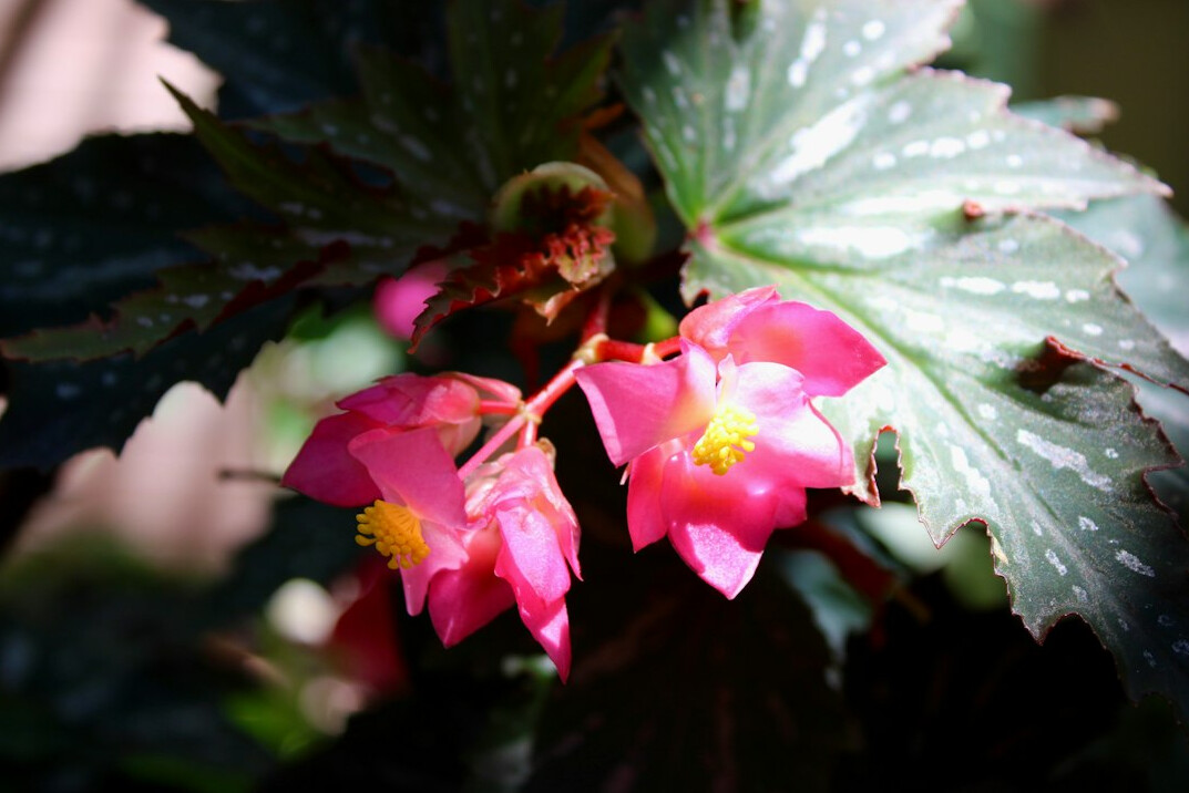 close up of blooming houseplant