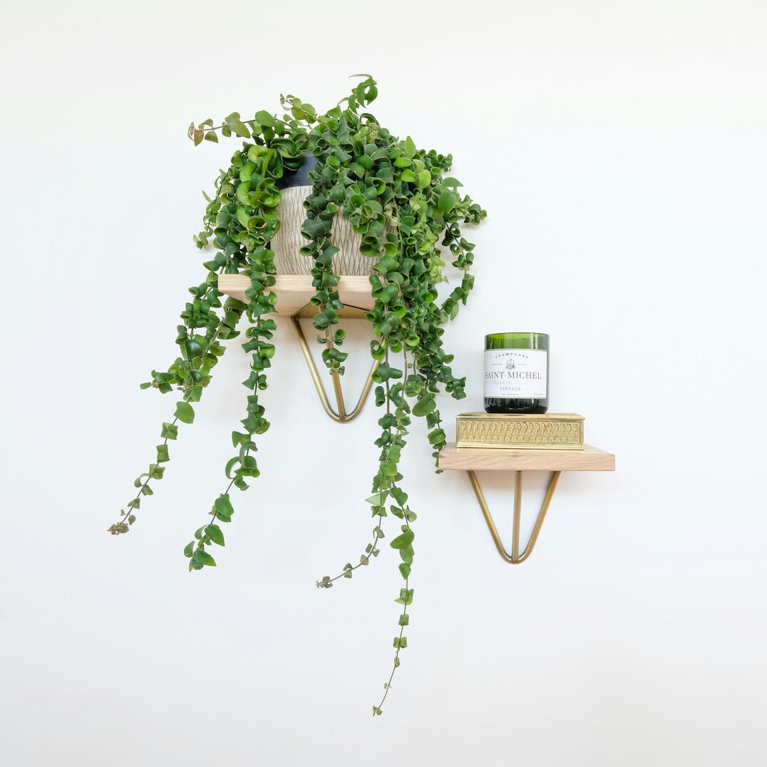 zz plant on shelf