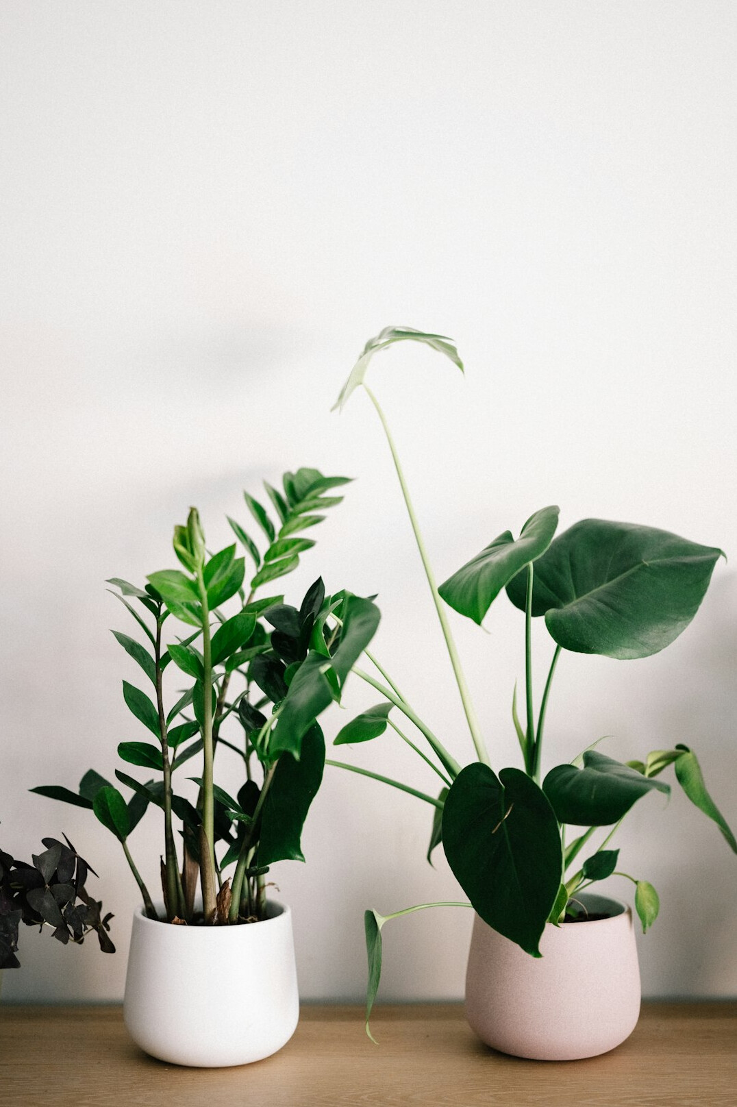 snake plant in low light room