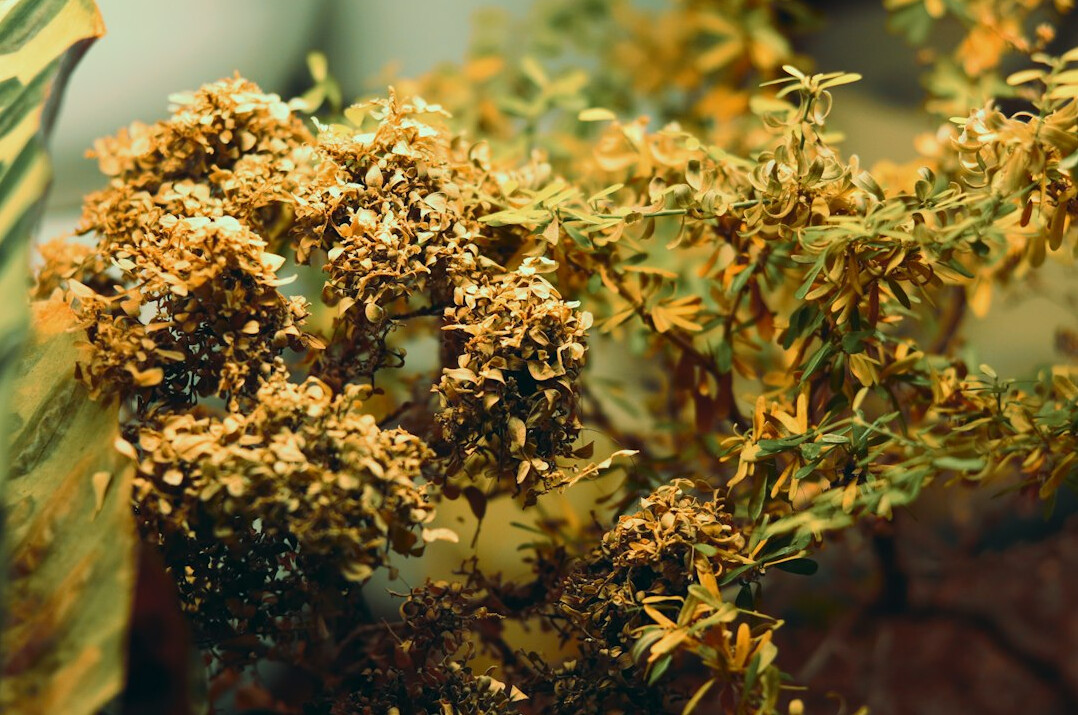 dead houseplant with yellow leaves